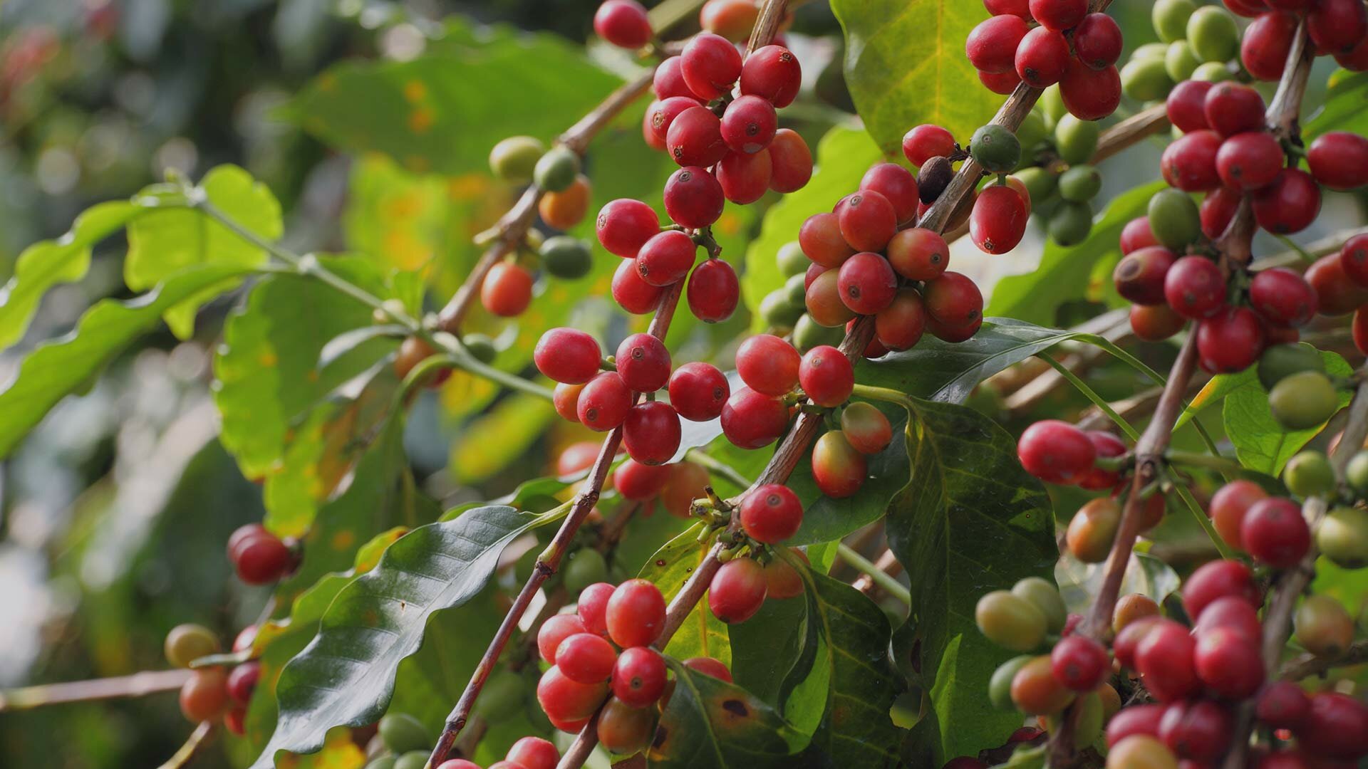 coffee-berries-3