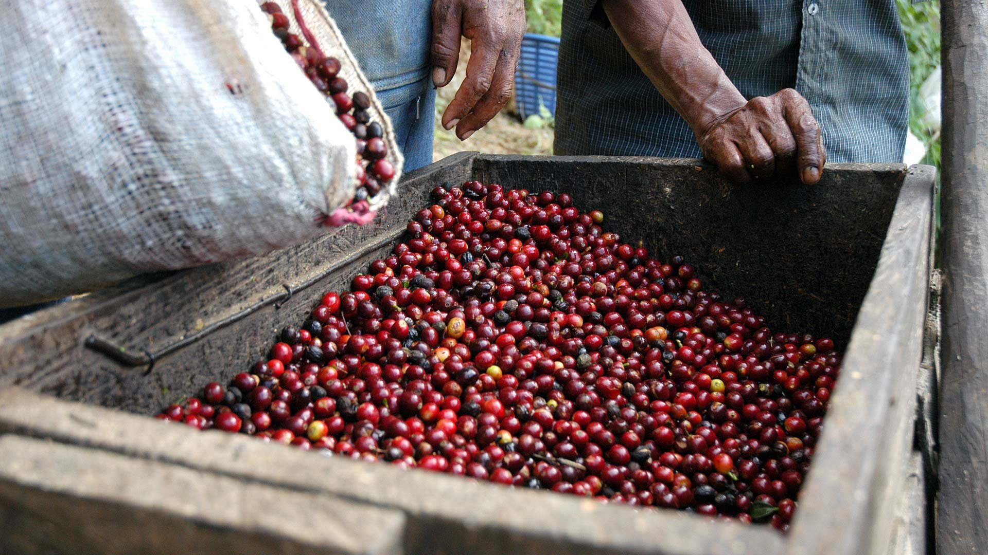 coffee-berries